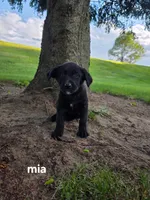 Mia, a female Labrador Retriever for sale in Sturgis, MI – 2 of 2
