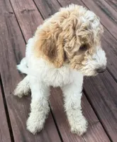 Lady, a female Aussiedoodle for sale in Hernando, MS – 6 of 7