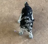 Patches, a male Aussiedoodle for sale in Hernando, MS – 2 of 3