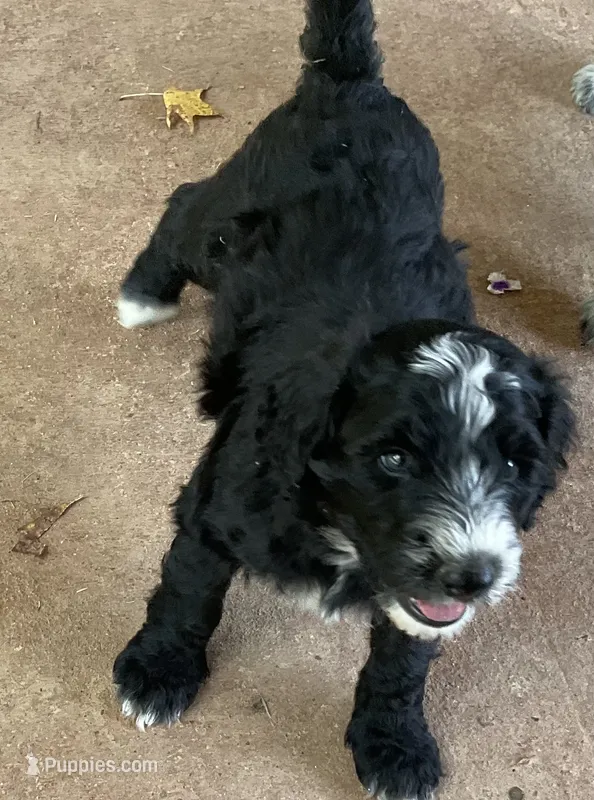 Blaze – Aussiedoodle puppy for sale in Hernando, MS