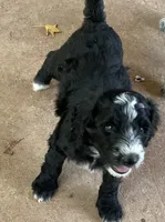Blaze, a male Aussiedoodle for sale in Hernando, MS – 2 of 5