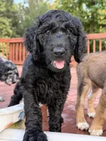Ten, a male Aussiedoodle for sale in Hernando, MS – 3 of 5