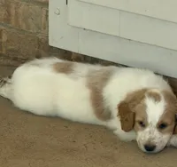 Kobe, a male Aussiedoodle for sale in Hernando, MS – 5 of 5
