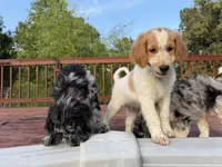Kobe, a male Aussiedoodle for sale in Hernando, MS – 2 of 5