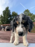 Katie, a female Aussiedoodle for sale in Hernando, MS – 3 of 4