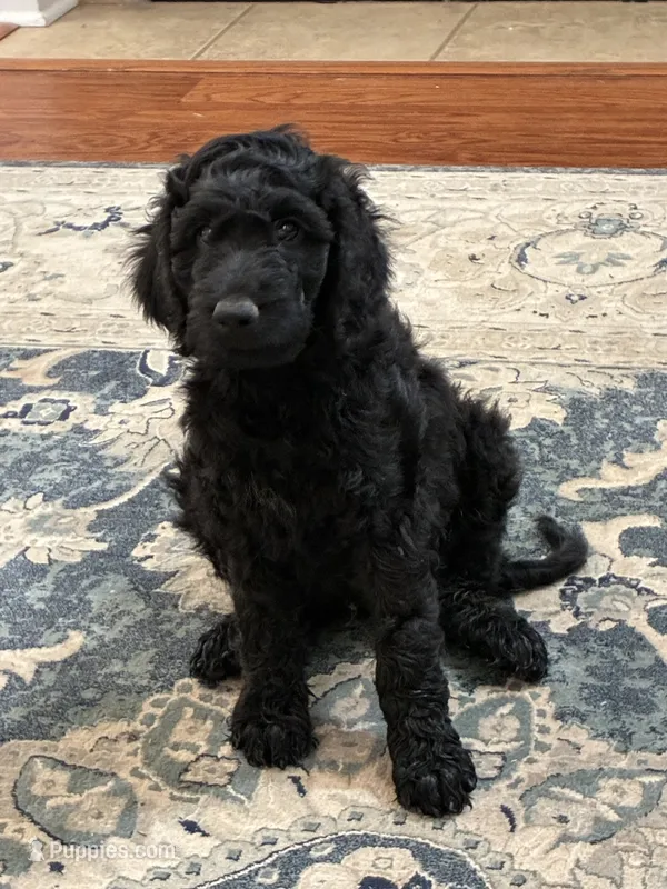 Ten – Aussiedoodle puppy for sale in Hernando, MS