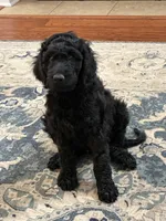 Ten, a male Aussiedoodle for sale in Hernando, MS – 5 of 5