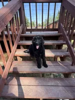 Ten, a male Aussiedoodle for sale in Hernando, MS – 4 of 7