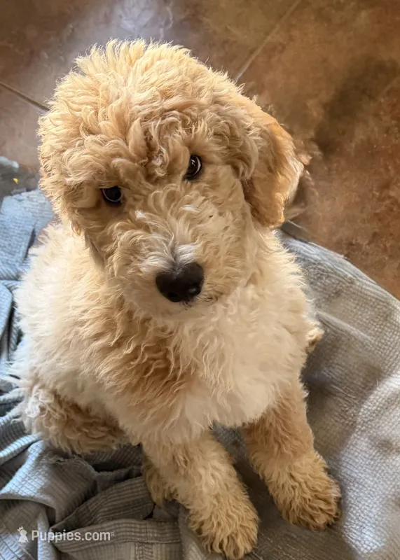Lady – Aussiedoodle puppy for sale in Hernando, MS