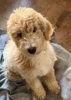 Lady, a female Aussiedoodle for sale in Hernando, MS – 1 of 7
