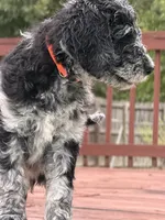 Patches, a male Aussiedoodle for sale in Hernando, MS – 3 of 3