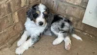 Katie, a female Aussiedoodle for sale in Hernando, MS – 4 of 4