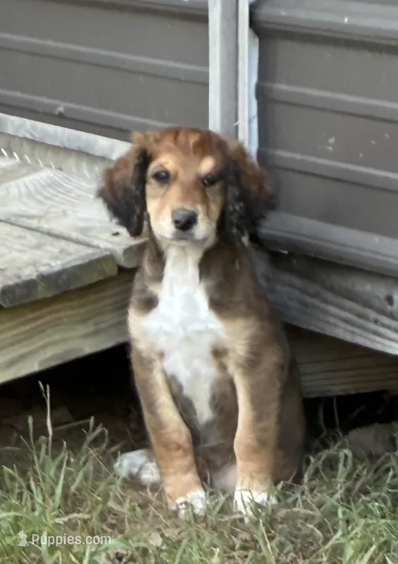 Berry – Aussiedoodle puppy for sale in Hernando, MS