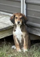 Berry, a female Aussiedoodle for sale in Hernando, MS – 1 of 5