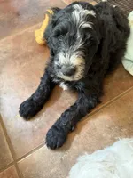 Blaze, a male Aussiedoodle for sale in Hernando, MS – 5 of 5