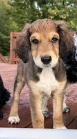 Berry, a female Aussiedoodle for sale in Hernando, MS – 5 of 5