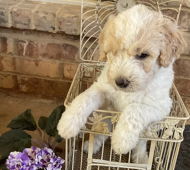Lady – Aussiedoodle puppy for sale in Hernando, MS