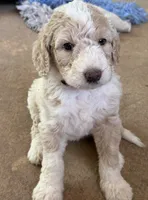 Kirby, a female Aussiedoodle for sale in Hernando, MS – 3 of 5