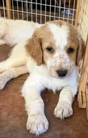Kobe, a male Aussiedoodle for sale in Hernando, MS – 3 of 5