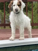 Bullseye, a male Aussiedoodle for sale in Hernando, MS – 4 of 4