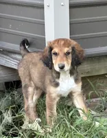 Berry, a female Aussiedoodle for sale in Hernando, MS – 2 of 5