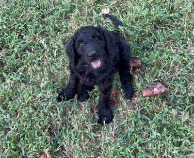 Ten, a male Aussiedoodle for sale in Hernando, MS – 2 of 5
