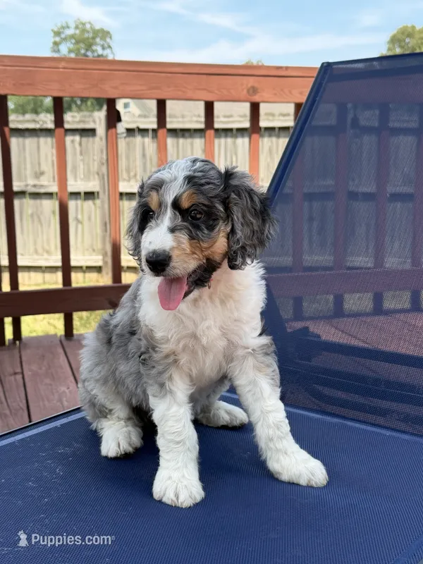 Katie – Aussiedoodle puppy for sale in Hernando, MS