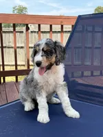 Katie, a female Aussiedoodle for sale in Hernando, MS – 1 of 4