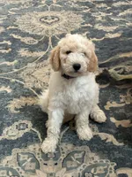Kira, a female Aussiedoodle for sale in Hernando, MS – 3 of 7