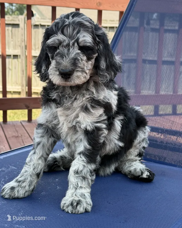 Patches – Aussiedoodle puppy for sale in Hernando, MS