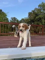 Kobe, a male Aussiedoodle for sale in Hernando, MS – 4 of 5