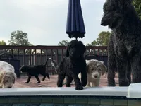 Ten, a male Aussiedoodle for sale in Hernando, MS – 4 of 5