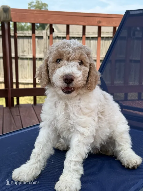 Lady – Aussiedoodle puppy for sale in Hernando, MS