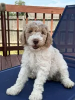 Lady, a female Aussiedoodle for sale in Hernando, MS – 3 of 7