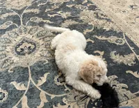 Kira, a female Aussiedoodle for sale in Hernando, MS – 2 of 7