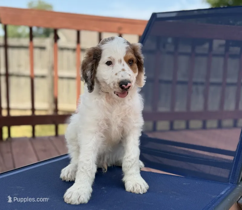 Bullseye – Aussiedoodle puppy for sale in Hernando, MS
