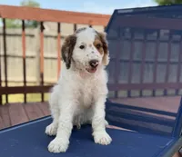 Bullseye, a male Aussiedoodle for sale in Hernando, MS – 1 of 4