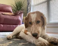 Kobe, a male Aussiedoodle for sale in Hernando, MS – 5 of 6