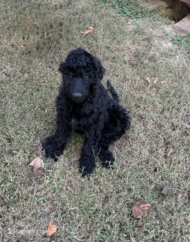 Ten – Aussiedoodle puppy for sale in Hernando, MS
