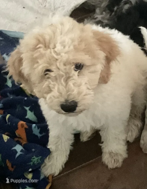 Kira – Aussiedoodle puppy for sale in Hernando, MS