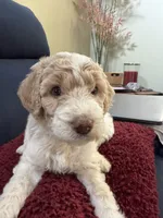Lady, a female Aussiedoodle for sale in Hernando, MS – 4 of 7