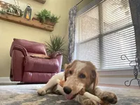 Kobe, a male Aussiedoodle for sale in Hernando, MS – 6 of 6