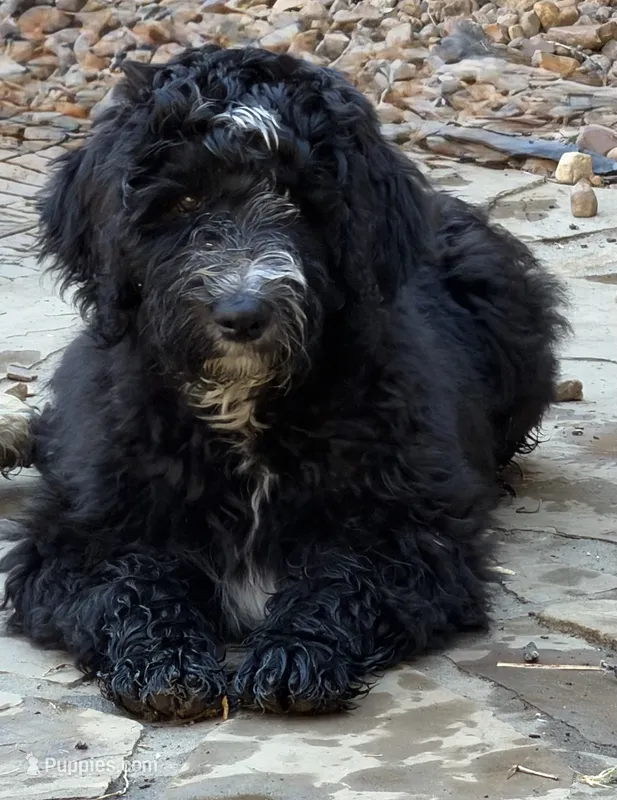 Blaze – Aussiedoodle puppy for sale in Hernando, MS