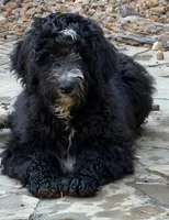 Blaze, a male Aussiedoodle for sale in Hernando, MS – 1 of 6