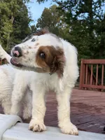 Bullseye, a male Aussiedoodle for sale in Hernando, MS – 2 of 4