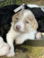 Kirby, a female Aussiedoodle for sale in Hernando, MS – 5 of 5