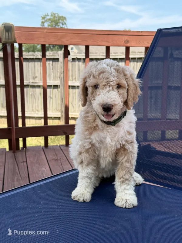 Kirby – Aussiedoodle puppy for sale in Hernando, MS