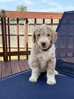 Kirby, a female Aussiedoodle for sale in Hernando, MS – 1 of 5