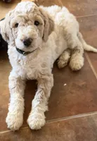Kirby, a female Aussiedoodle for sale in Hernando, MS – 2 of 5