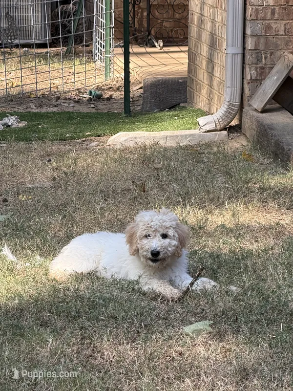 Kira – Aussiedoodle puppy for sale in Hernando, MS